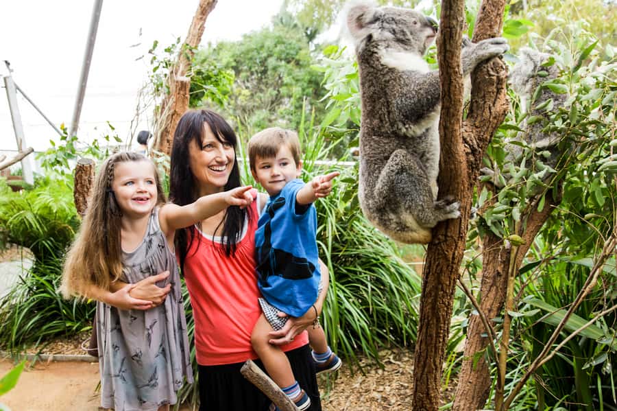 Breakfast with Koalas at WILD LIFE Zoo Darling Harbour - Staying on after the two-hour program