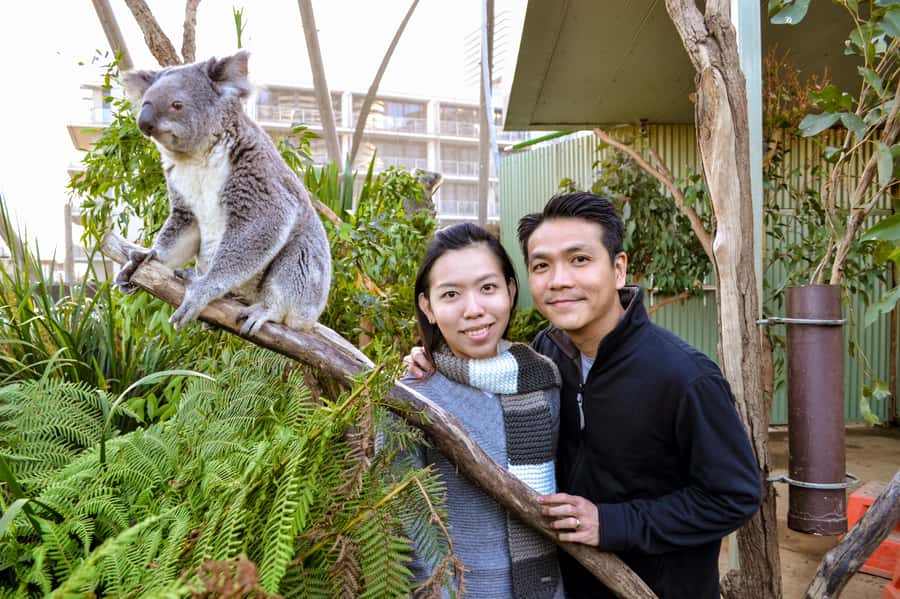 Breakfast with Koalas at WILD LIFE Zoo Darling Harbour - Is $63 good value?