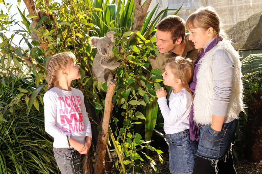 Breakfast with Koalas at WILD LIFE Zoo Darling Harbour - Practical tips for a smoother morning