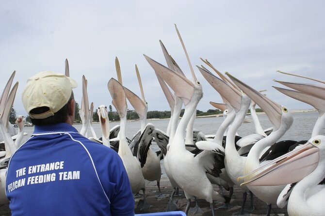 Central Coast Private Tour From Sydney, with Australian Reptile Park Option - Ettalong Beach and lunch at the club
