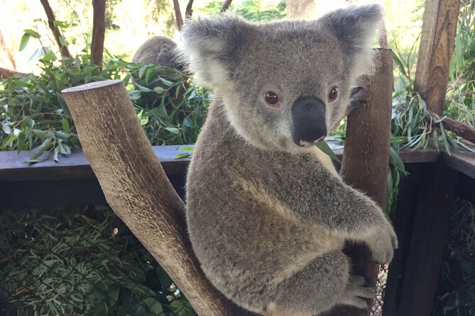 Central Coast Private Tour From Sydney, with Australian Reptile Park Option - Wyong Milk Factory: cheese, chocolate, and local flavor
