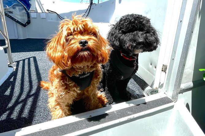 Dogs on Deck Harbour Cruise - Key details at a glance