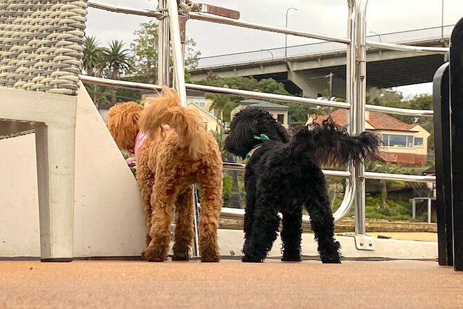 Dogs on Deck Harbour Cruise - Who gets the best value for $49.49