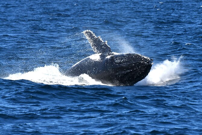 Escape Sydney: Sea Cliff Bridge, Wildlife, Kiama Coast Private - Saddleback Mountain for the big view
