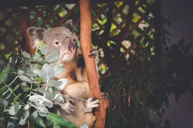 Exclusive Blue Mountains Wildlife and Bushwalk Tour From Sydney - Guides are a major part of the value