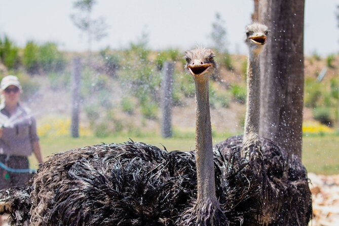 Featherdale Wildlife Park with Exclusive Private Transfers - A private ride from your hotel or airport