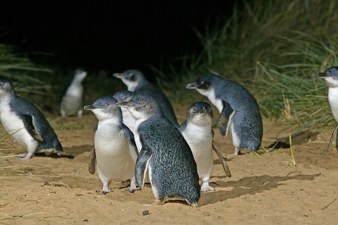Featherdale Wildlife Park with Exclusive Private Transfers - Inside Featherdale Wildlife Park
