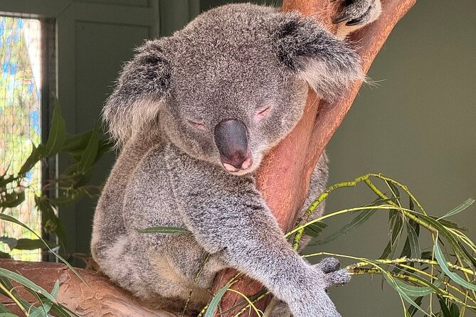 Featherdale Wildlife Park with Exclusive Private Transfers - Morning or afternoon: timing matters