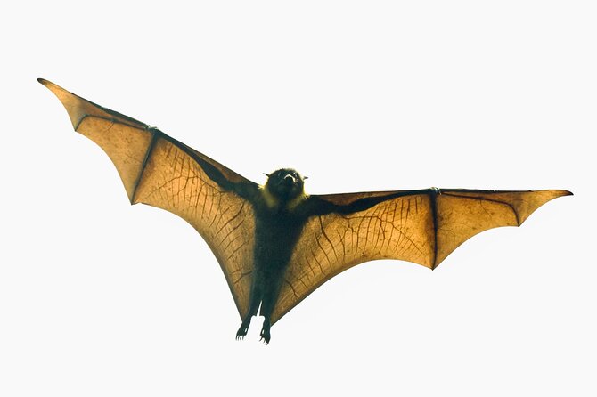 Flying Fox Experience, Thousands of Australia's Largest Bat - Key details before you book