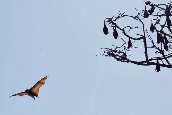 Flying Fox Experience, Thousands of Australia's Largest Bat - What the $57.38 price really covers