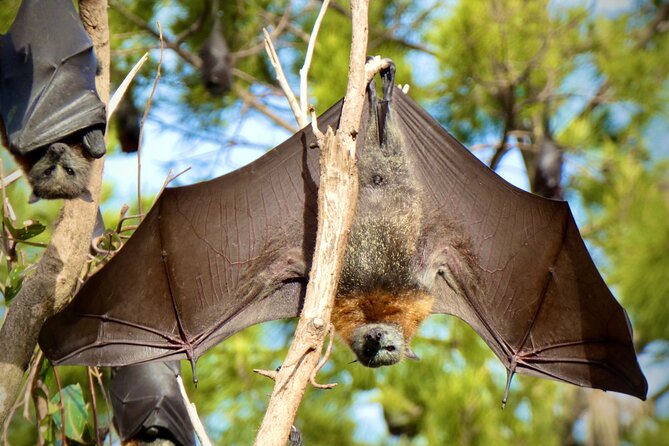 Flying Fox Experience, Thousands of Australia's Largest Bat - Who will enjoy this most