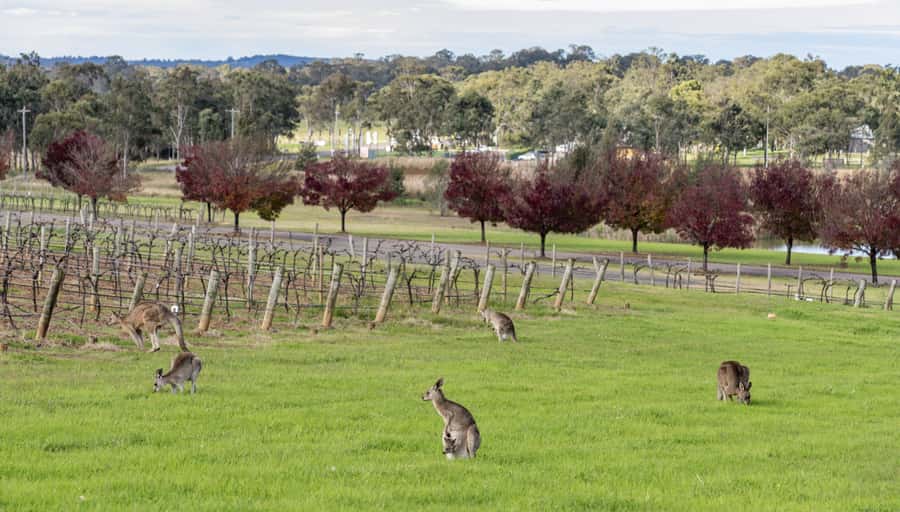 From Sydney: All Inclusive Boutique Hunter Valley Wine Tour - What the small-group vehicle changes