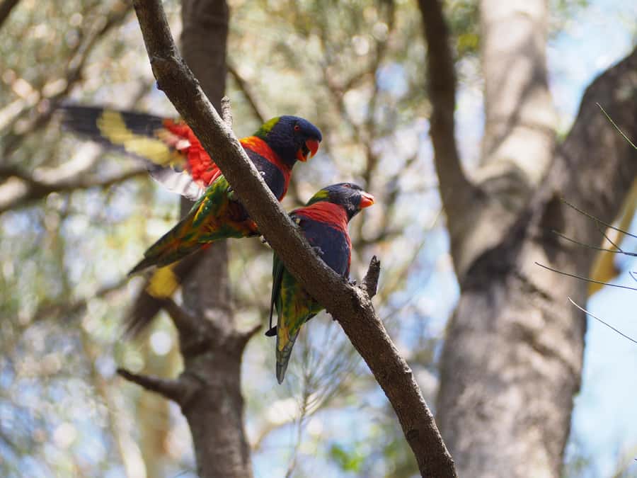 From Sydney: Australian Wildlife Safari with Lunch & Dinner - Key points to know before booking