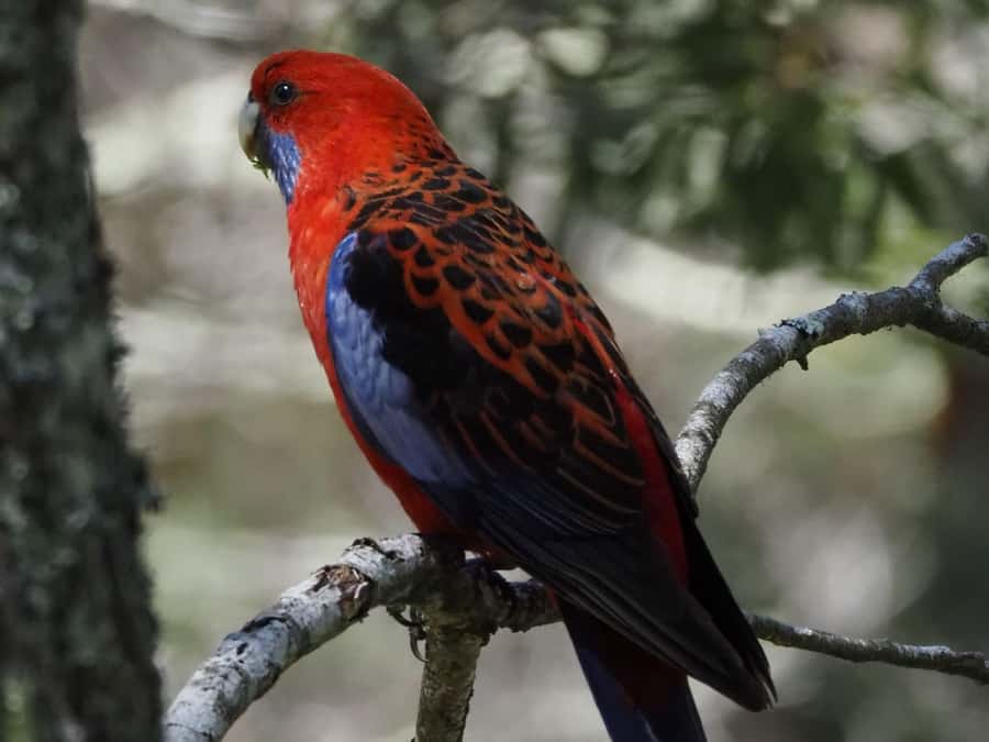 From Sydney: Australian Wildlife Safari with Lunch & Dinner - Why this Sydney wildlife trip feels different