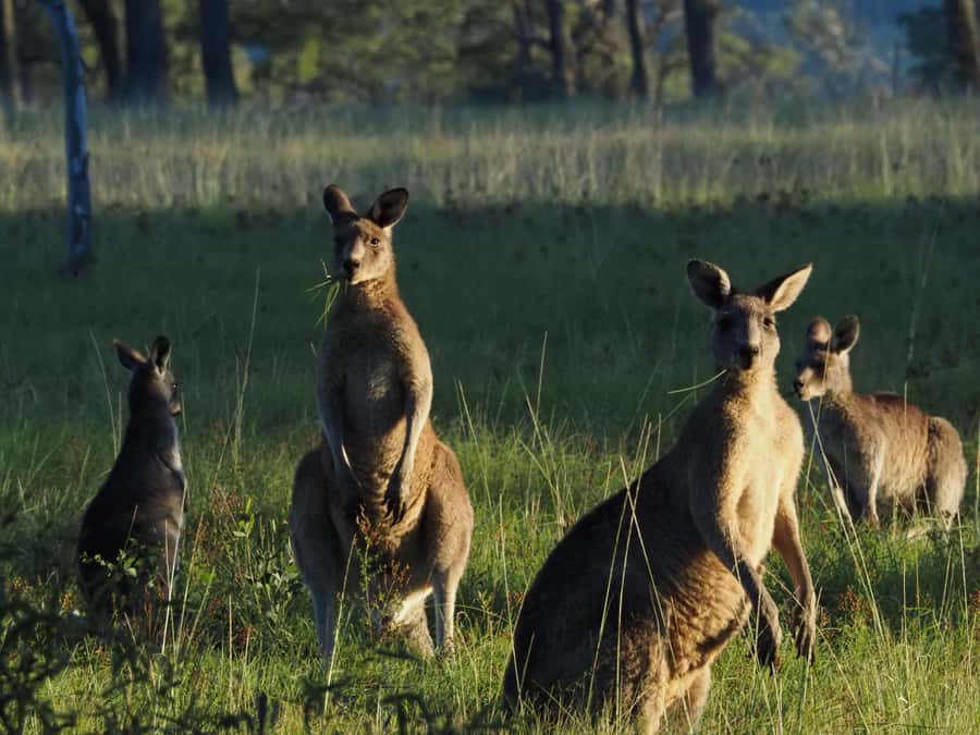 From Sydney: Australian Wildlife Safari with Lunch & Dinner - A light lunch and a lesson in tracking