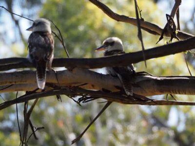 Australian Wildlife Safari with Lunch & Dinner
