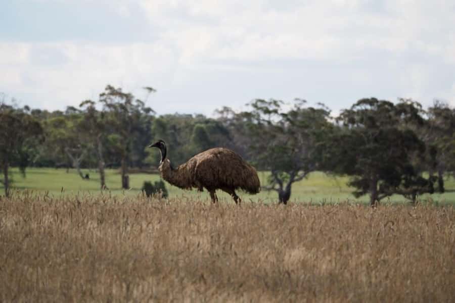 From Sydney: Australian Wildlife Safari with Lunch & Dinner - Afternoon birdlife, emus and open-country sightings