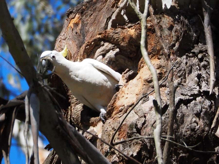 From Sydney: Australian Wildlife Safari with Lunch & Dinner - Kangaroos, wallabies and the chance of a platypus