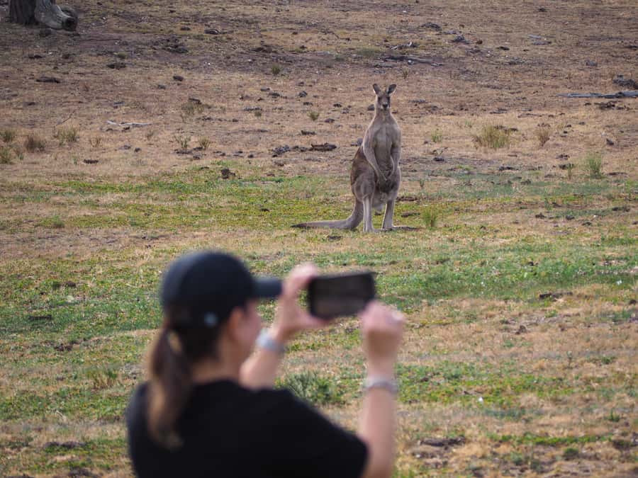 From Sydney: Australian Wildlife Safari with Lunch & Dinner - Dinner at a historic country pub
