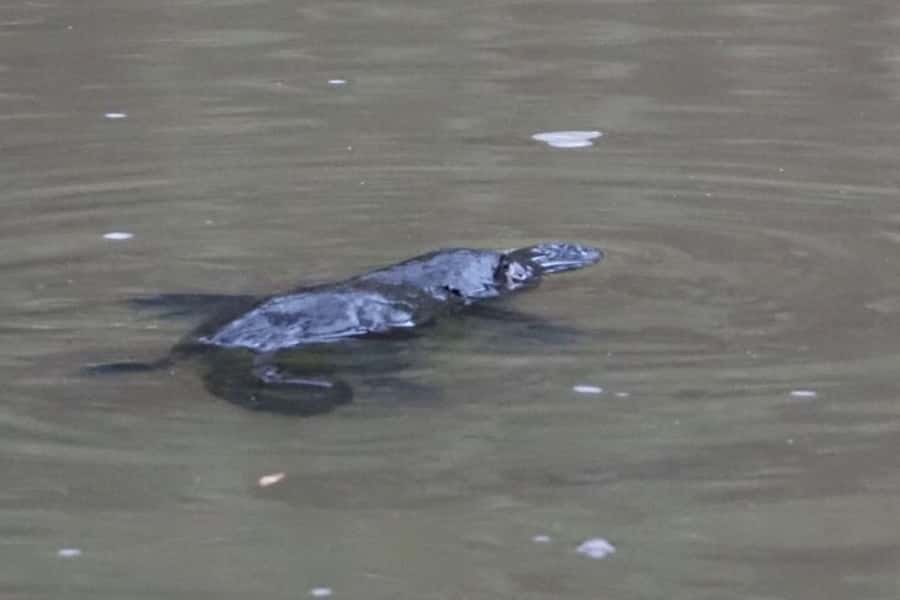 From Sydney: Australian Wildlife Safari with Lunch & Dinner - Red spotlights and the nocturnal search