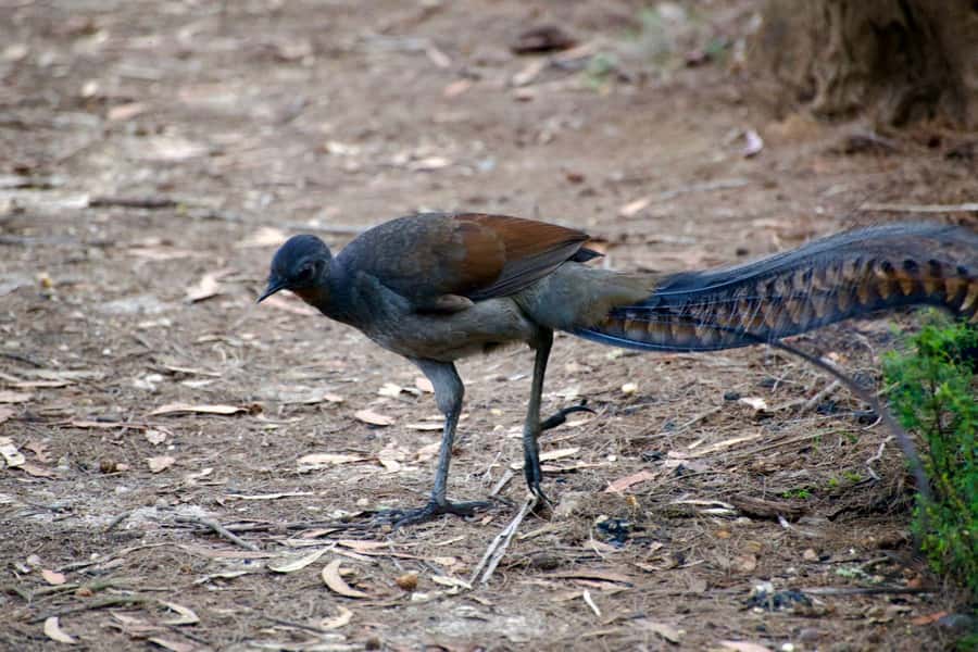 From Sydney: Australian Wildlife Safari with Lunch & Dinner - Is $300 a fair price?