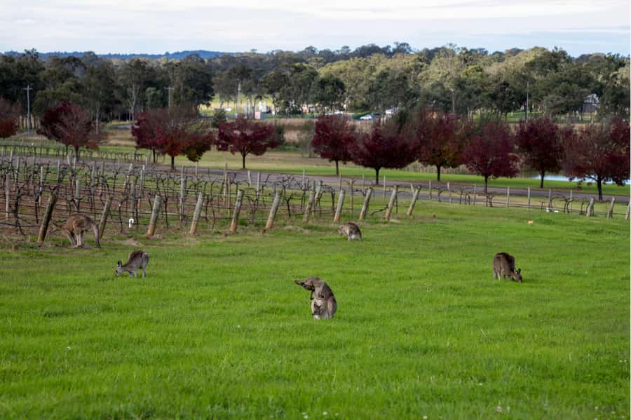 From Sydney: Award-Winning Hunter Valley Wine & Cheese Tour - Should you book the Hunter Valley wine tour?