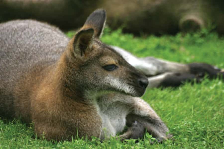 From Sydney: Blue Mountains Bushwalks & Featherdale Tour - What the guide adds to the day
