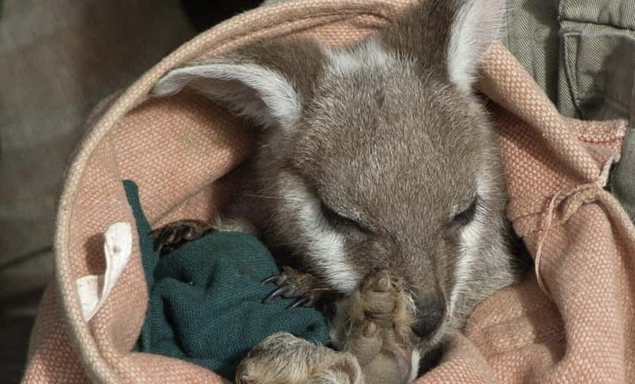 From Sydney: Blue Mountains Bushwalks & Featherdale Tour - Featherdale Wildlife Park: a strong first stop