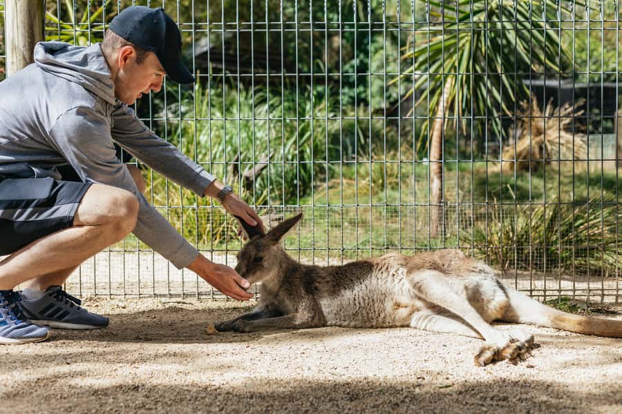 From Sydney: Blue Mountains Full-Day Trip - Key points to know before booking