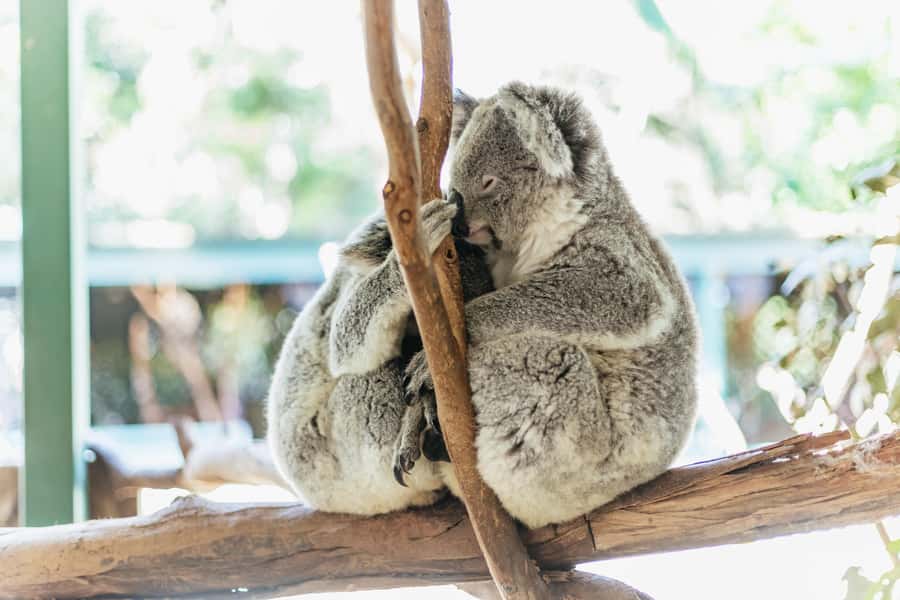 From Sydney: Blue Mountains Full-Day Trip - Why this Blue Mountains day works so well