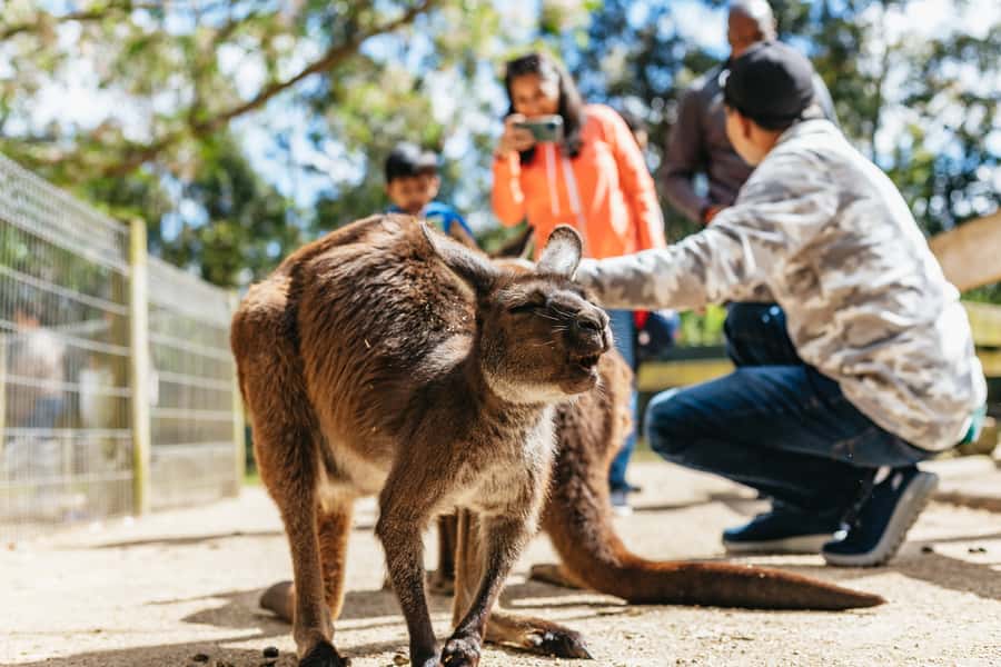From Sydney: Blue Mountains Full-Day Trip - Scenic World: three rides, big views, and possible queues