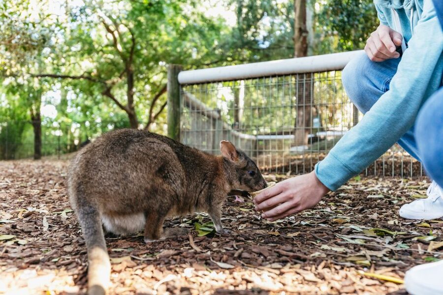 From Sydney: Blue Mountains Full-Day Trip - Echo Point and the Three Sisters