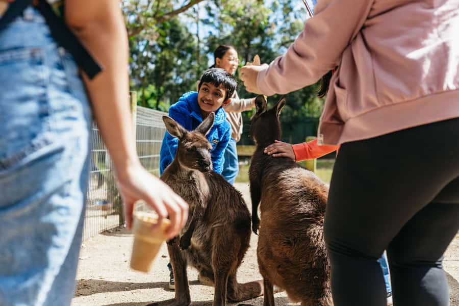 From Sydney: Blue Mountains Full-Day Trip - The ferry back to Circular Quay
