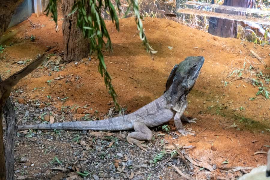 From Sydney: Blue Mountains, Scenic Railway, & Sydney Zoo - Scenic World: three rides, three views
