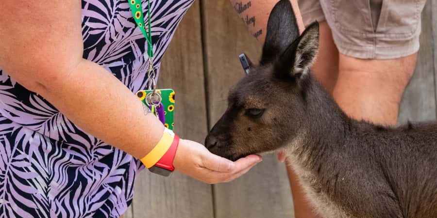 From Sydney: Blue Mountains, Scenic Railway, & Sydney Zoo - Getting back through Homebush Bay