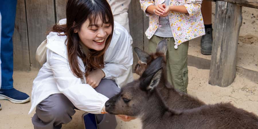 From Sydney: Blue Mountains, Scenic Railway, & Sydney Zoo - Price, pace, and who should book