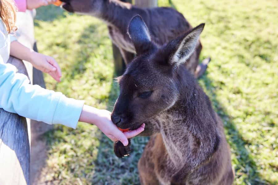 From Sydney: Blue Mountains, Scenic World, Zoo, & Ferry Ride - Guides, group size, and the feel of the day