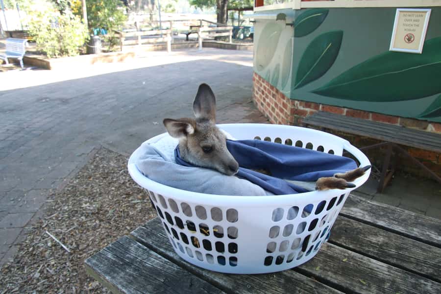 From Sydney: Blue Mountains Small-Group Tour Picnic & Hike - The Evans Lookout to Govetts Leap walk