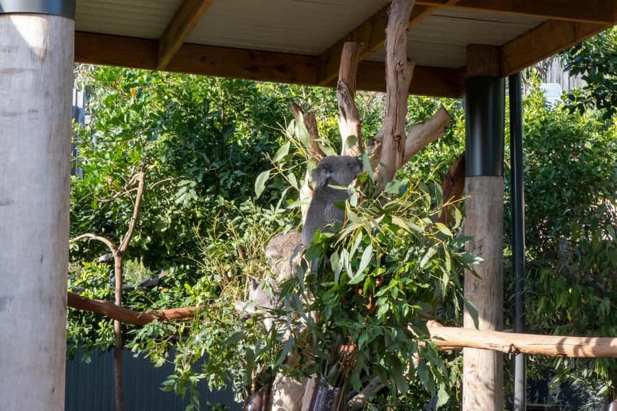 From Sydney: Blue Mountains, Sydney Zoo & Walking Tour - What the $77 price really covers