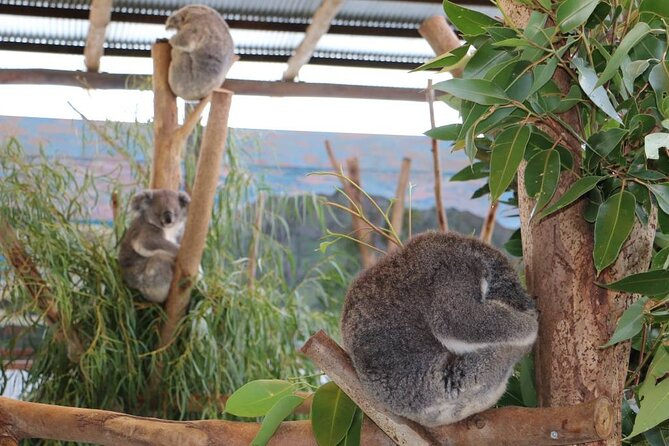 From Sydney: Blue Mountains with Zoo, Koala Photo & Scenic World - Gordon Falls adds a quieter mountain stop