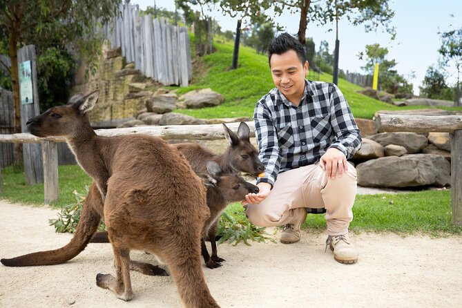 From Sydney: Blue Mountains with Zoo, Koala Photo & Scenic World - How good is the $149.90 value?