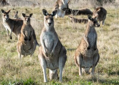 WILD Wombat and Kangaroo Day Tour, All Inclusive