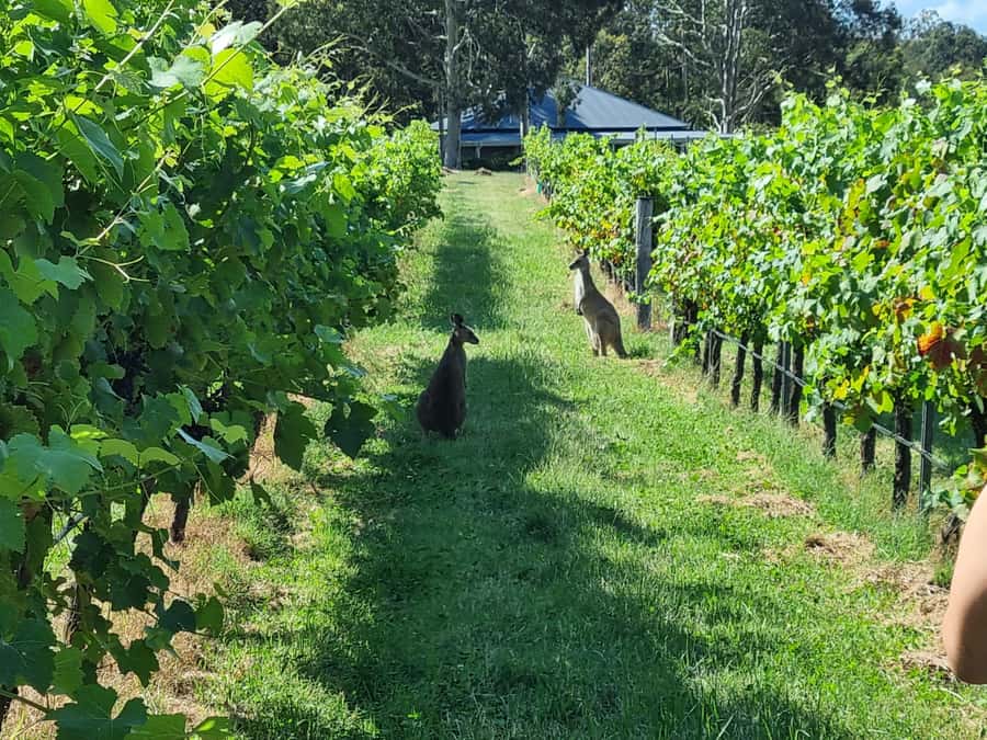 From Sydney: Hunter Valley Beer & Wine Group Tour - Why this Hunter Valley day feels different