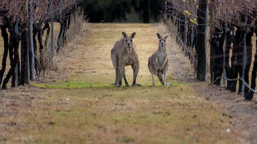 From Sydney: Hunter Valley Wine Tasting & Winery Picnic Tour - Key points to know before booking
