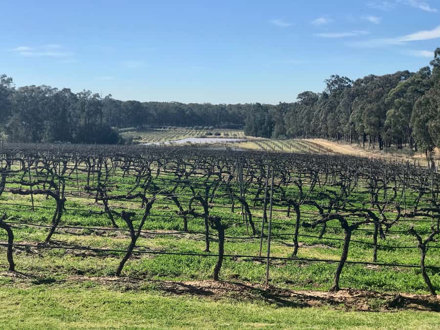 From Sydney: Hunter Valley Wine Tasting & Winery Picnic Tour - Why this Sydney wine tour works