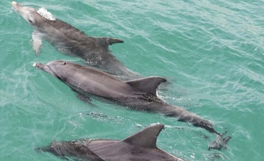 From Sydney: Jervis Bay Day Tour and Dolphin Watching Cruise - Dolphin watching from Jervis Bay