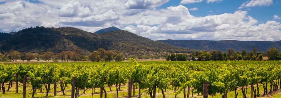 From Sydney: Luxury Hunter Valley Private Tour - Lunch at 4 Pines at The Farm
