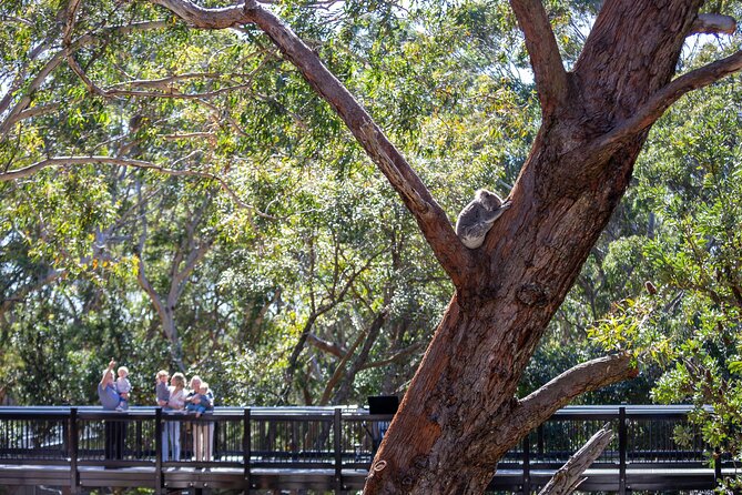 From Sydney: Port Stephens Dolphin, Koalas, Lunch & Sandboarding - Riding to Birubi Beach and the Stockton dunes