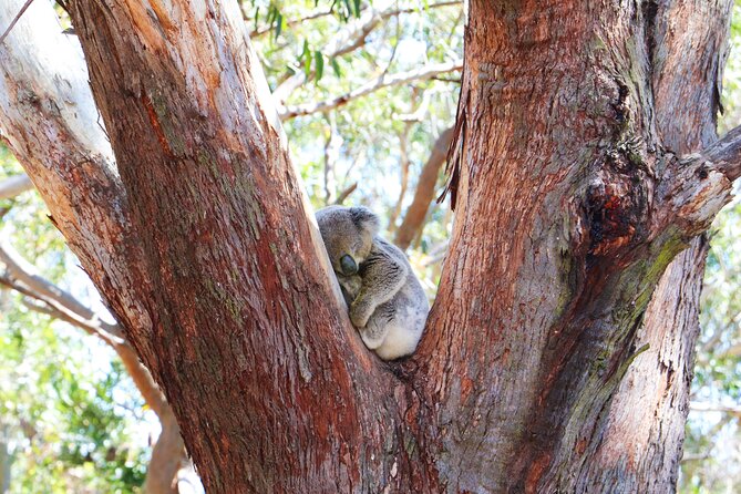 From Sydney: Port Stephens Dolphin, Koalas, Lunch & Sandboarding - What your guide adds to the day