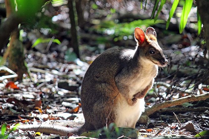 Fully Inclusive Blue Mountains Private Tour inc Scenic World & Featherdale Entry - Why this private Blue Mountains day works